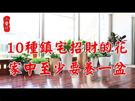 黃椰子風水|黃椰子風水：招財5步驟